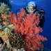 coral_soft_bro_l_ni_v_0435_egy1786.jpg